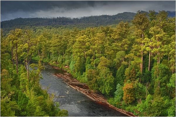 Arve river forest, Southern Tasmania