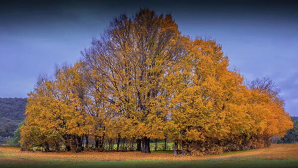 Gold coloured Autumn, North Central Victoria, Australia