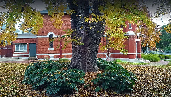 Historic Building and Tree with Autumn leaves, Wangaratta, North Central Victoria, Australia