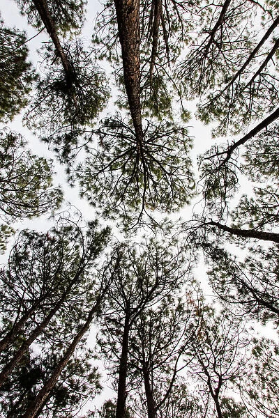 Looking up through the treetops