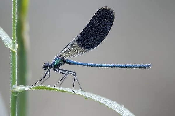 Banded Demoiselle -Calopteryx splendens-, male, with dew, Bulgaria