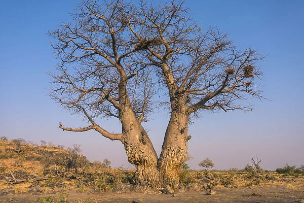Baobab tree (adansonia digitata), Savuti, Chobe National Park, Botswana