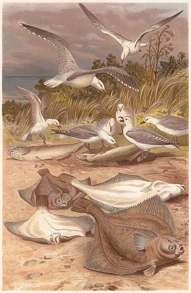 European plaice (Pleuronectes platessa) and seagulls, lithograph, published 1884