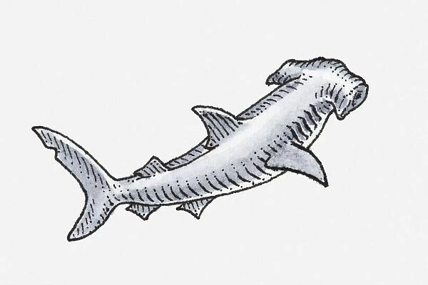 Illustration of hammerhead shark