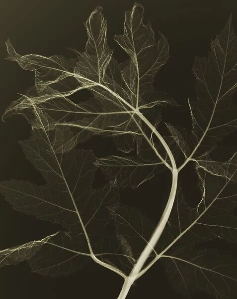 Plant leaf, X-ray