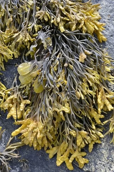 Spiral Wrack or Flat Wrack -Fucus spiralis- and Chanelled Wrack -Pelvetia canaliculata-, Departement Cotes-d?Armor, Brittany, France