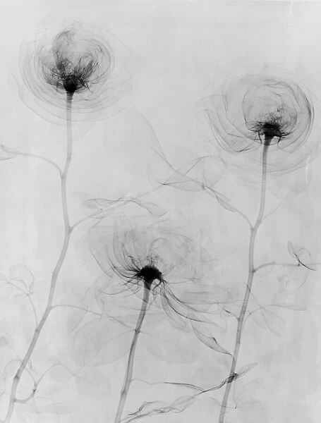 X-Ray Three Roses