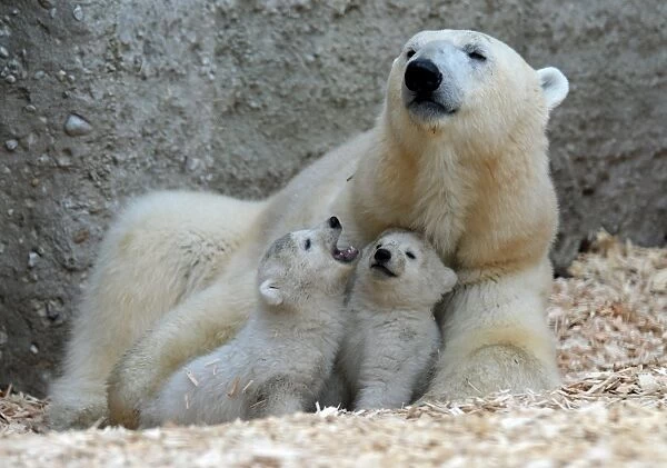 14 Week Old Polar Bear Twins Play with their Mother
