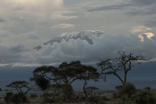 Africas highest mountain, Mt. Kilimanjaro rises over clouds late afternoon on December 13