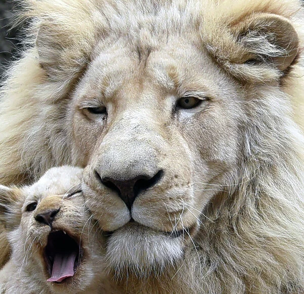 Animals-White Lion. A four-month-old white lion cub cuddles up to its father