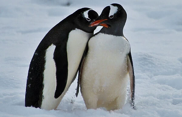 Antarctica-Chile-Base-Penguins