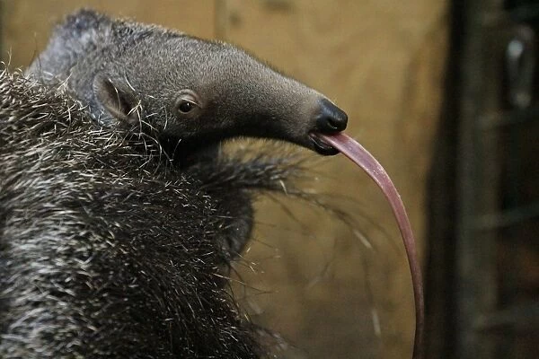 Anteater Zlin Zoo. A January born anteater is pictured in its enclosure at the zoo in Zlin