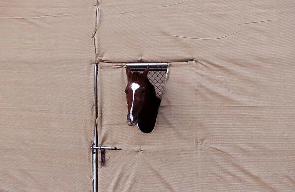 Arabian Horse in a Pen during a Falconry Festival