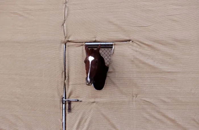 Framed Print : Arabian Horse in a Pen during a Falconry Festival Framed Print : Arabian Horse in a Pen during a Falconry Festival