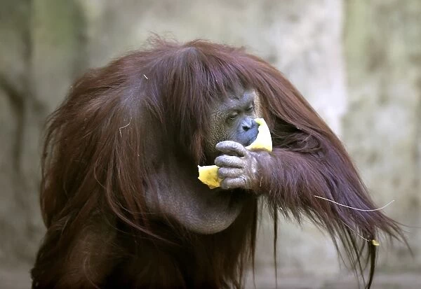 Argentina-Animal-Rights-Orangutan-Offbeat