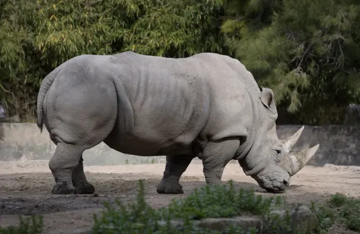 Framed Print : Argentina-Zoo-Rhino
