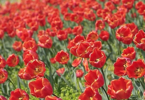 Austraia- Nature - Flowers - Tulips