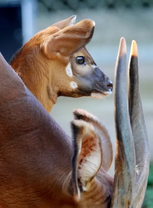 Framed Print : Australia-Animal-Bongo