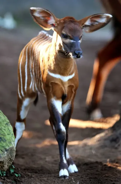 Framed Print : Australia-Animal-Bongo Framed Print : Australia-Animal-Bongo