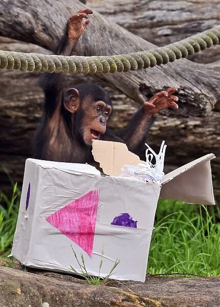 Australia-Animal-Chimpanzee