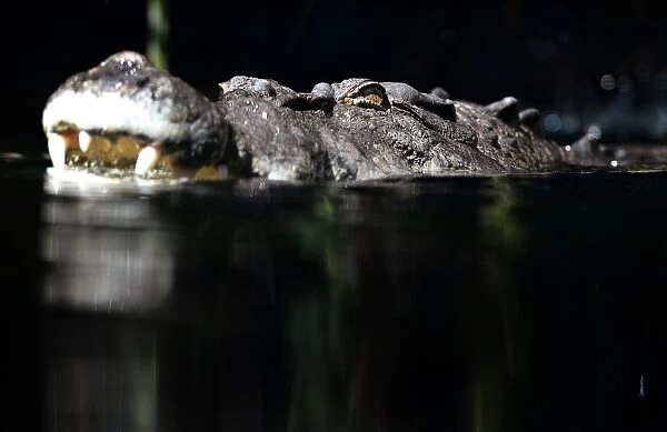 Australia-Animal-Crocodile