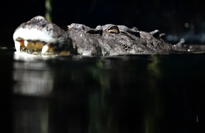 Framed Print : Australia-Animal-Crocodile Framed Print : Australia-Animal-Crocodile