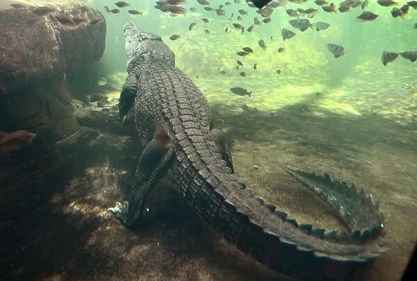 Australia-Animal-Crocodile