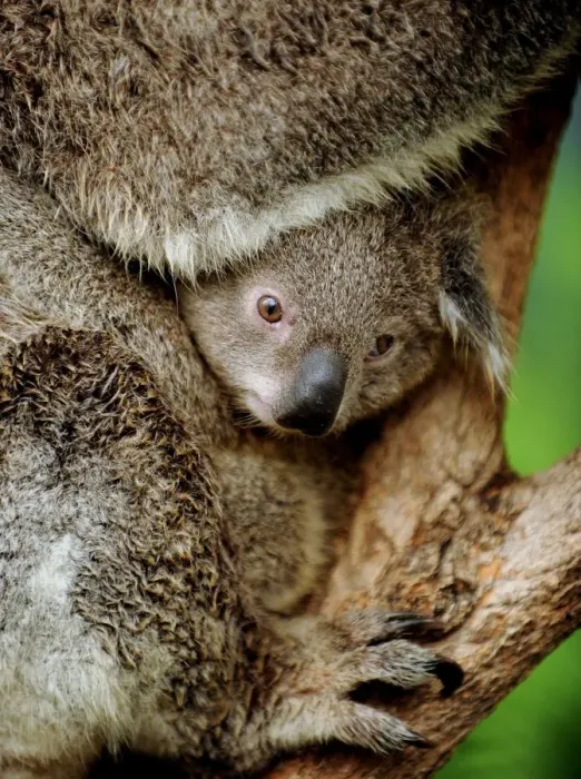 Framed Print : Australia-Animal-Koala