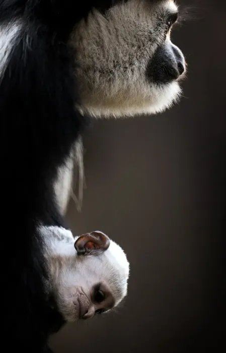 Framed Print : Australia-Animal-Monkey-Colobus Framed Print : Australia-Animal-Monkey-Colobus