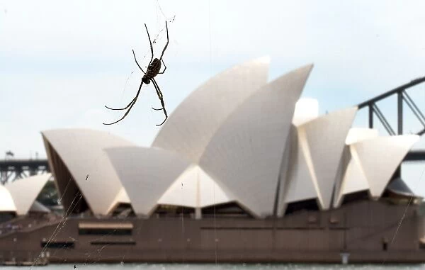 Australia-Animal-Spider