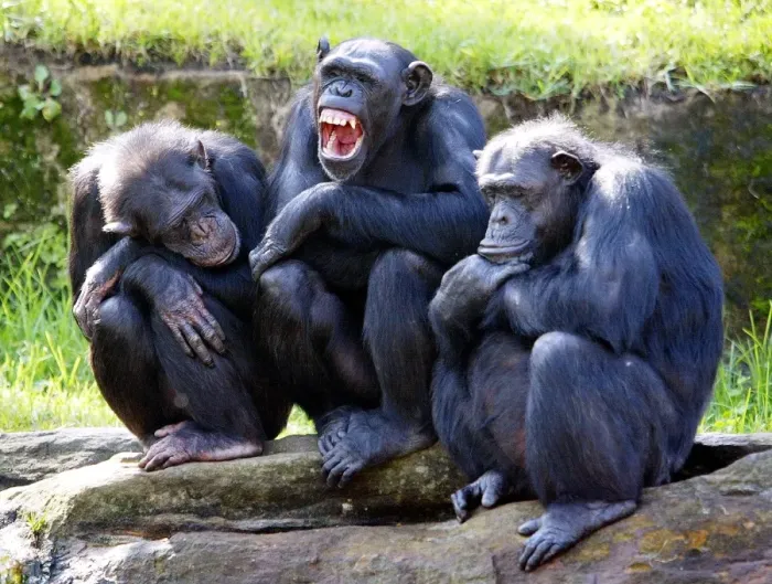 Framed Print : Australia-Animals-Chimpanzee