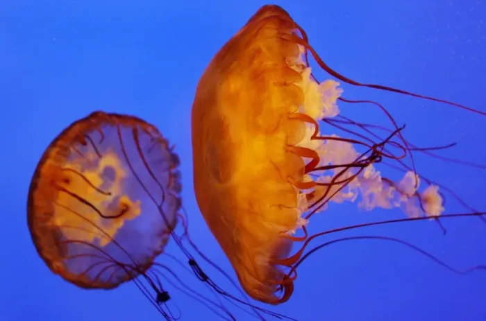 Framed Print : Australia-Animals-Jellyfish
