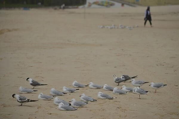 Australia-Beach-Birds