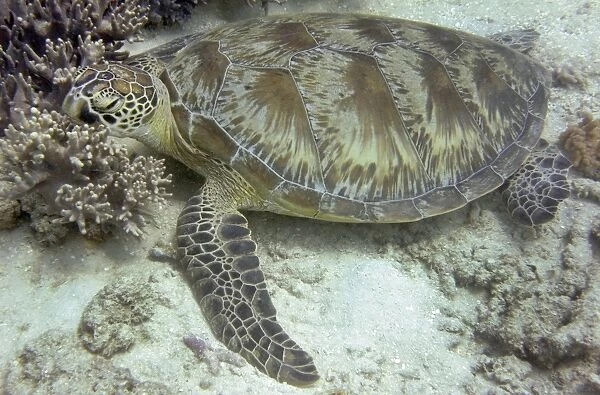 Australia-Conservation-Reef-Turtle