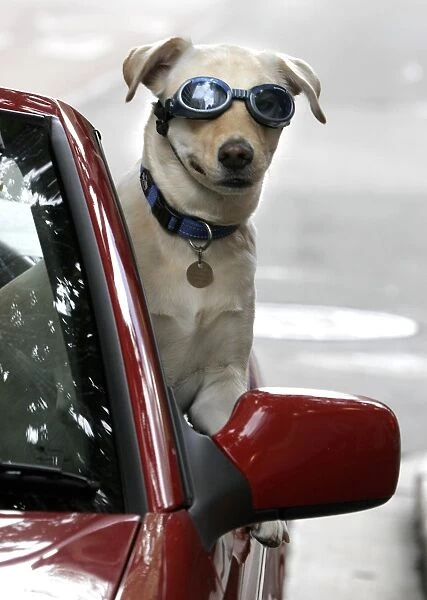 Australia-Dog. A five-year-old Labrador-Weimaraner crossbreed rides a car