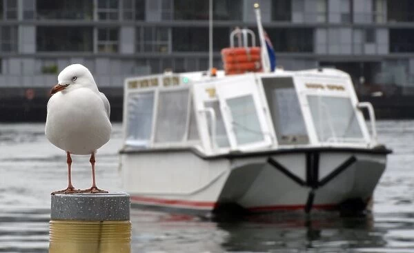 Australia-Economy. A seagull sits on a jetty as a boat approaches to dock