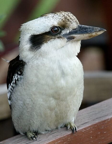 Australia-Nature-Kookaburra