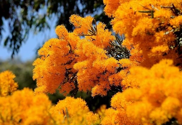 Australia-Summer. Vivid yellow-orange flowers of a Christmas tree 
