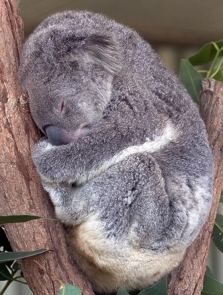 Australia-Zoo. A Koala bear takes a nap at wild life Sydney Zoo on April 2, 2013
