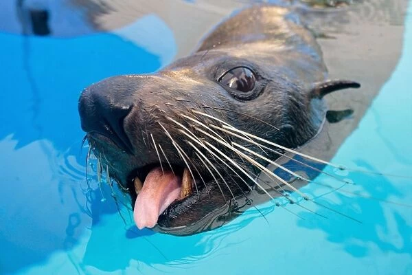 Australia-Zoo-Marine Wildlife-Seal