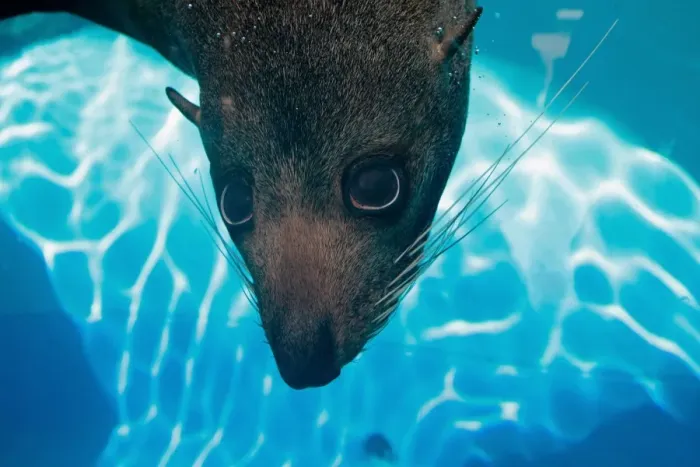 Framed Print : Australia-Zoo-Marine Wildlife-Seal