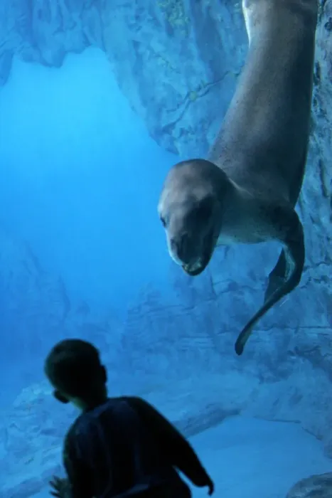 Framed Print : Australia-Zoo-Marine Wildlife-Seal Framed Print : Australia-Zoo-Marine Wildlife-Seal