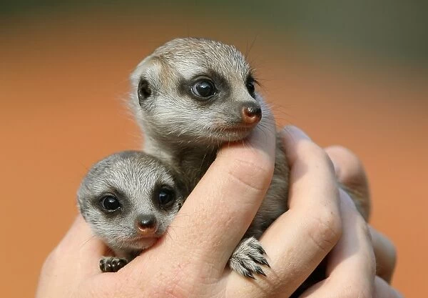 Australia-Zoo-Meerkat-Pups