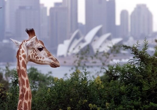 Australia-Zoo-Sydney