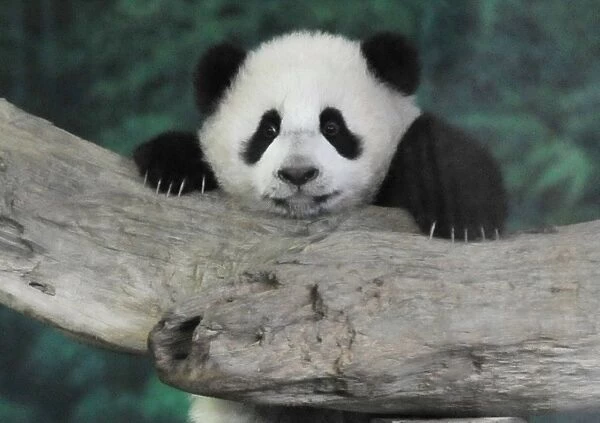 Baby Panda Yuan Zai Taipei City Zoo