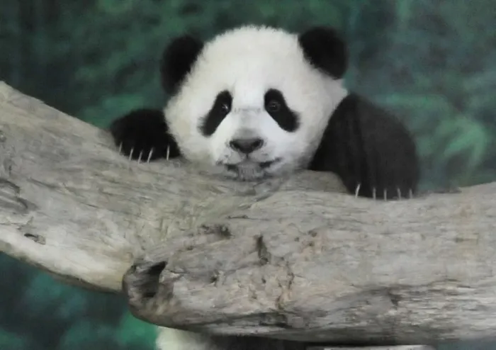 Framed Print : Baby Panda Yuan Zai Taipei City Zoo Framed Print : Baby Panda Yuan Zai Taipei City Zoo
