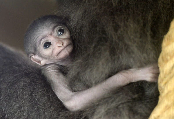 Baby Silvery Gibbon