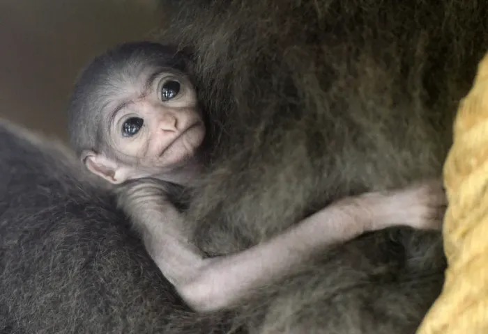Framed Print : Baby Silvery Gibbon