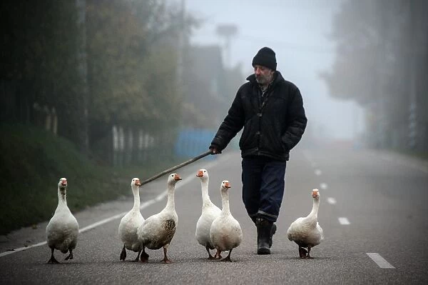 Belarus-Geese-Animals-Feature