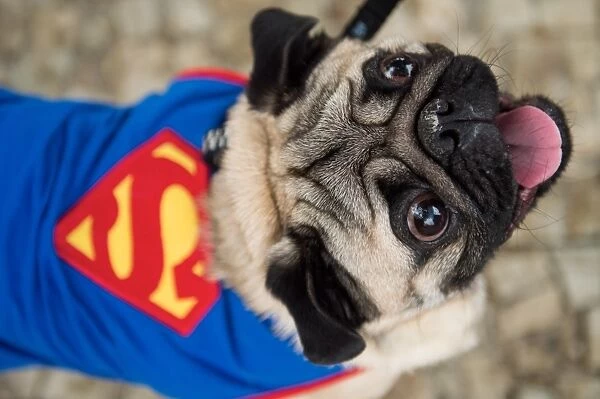 Blacao Carnival Parade Superman Dog